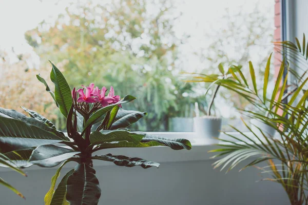 Close Frangipani Plumeria Plant Pink Flowers Next Window Light Backyard — Stock Photo, Image