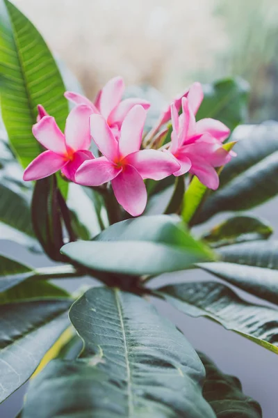 Close Van Frangipani Plumeria Plant Met Roze Bloemen Naast Het — Stockfoto