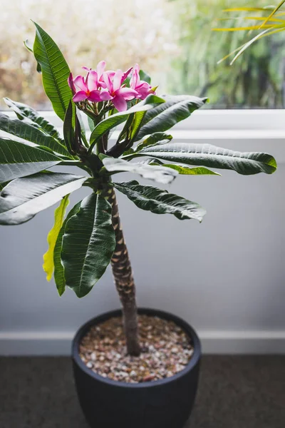 Primer Plano Planta Plumería Frangipani Con Flores Color Rosa Junto — Foto de Stock