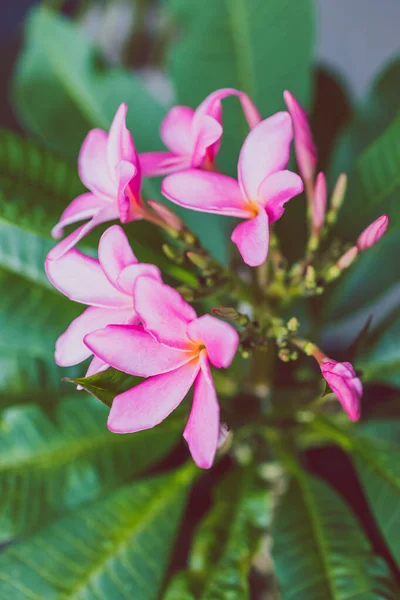 Primo Piano Impianto Plumeria Frangipani Con Sacco Fiori Rosa Girato — Foto Stock