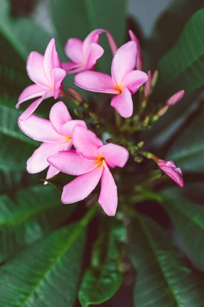 Close Van Frangipani Plumeria Plant Met Veel Roze Bloemen Geschoten — Stockfoto