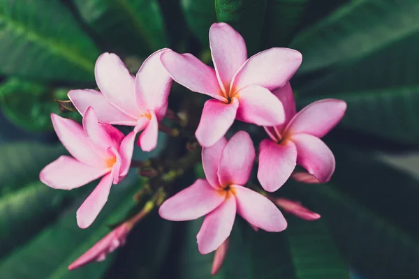 Primer Plano Planta Plumería Frangipani Con Montón Flores Color Rosa — Foto de Stock