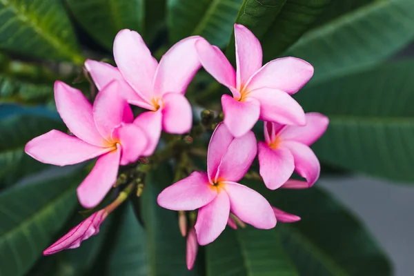 Primer Plano Planta Plumería Frangipani Con Montón Flores Color Rosa —  Fotos de Stock