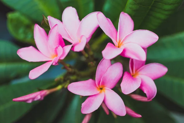 Крупный План Завода Frangipani Plumeria Большим Количеством Розовых Цветов Снятых — стоковое фото