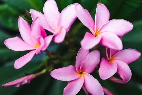 Primer Plano Planta Plumería Frangipani Con Montón Flores Color Rosa —  Fotos de Stock