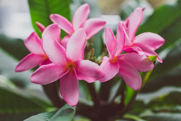 Close Van Frangipani Plumeria Plant Met Veel Roze Bloemen Geschoten — Stockfoto