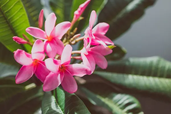 Närbild Frangipani Plumeria Med Massor Rosa Blommor Sköt Grunt Skärpedjup — Stockfoto