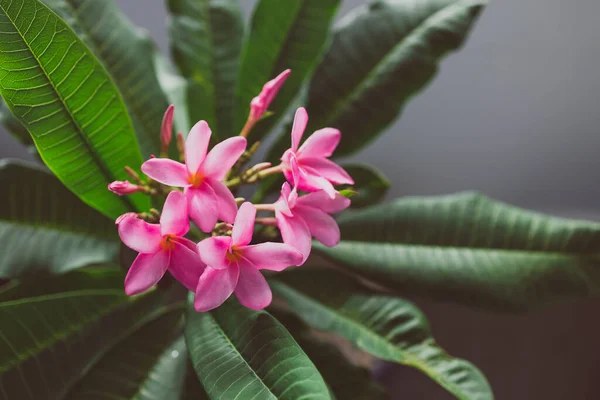Primer Plano Planta Plumería Frangipani Con Montón Flores Color Rosa —  Fotos de Stock