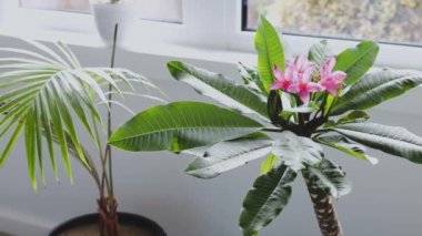 Frangipani Plumeria bitkisine yakın plan. Pencere kenarındaki pembe çiçekli. Sığ alan derinliğinde ışık görüntüsü.