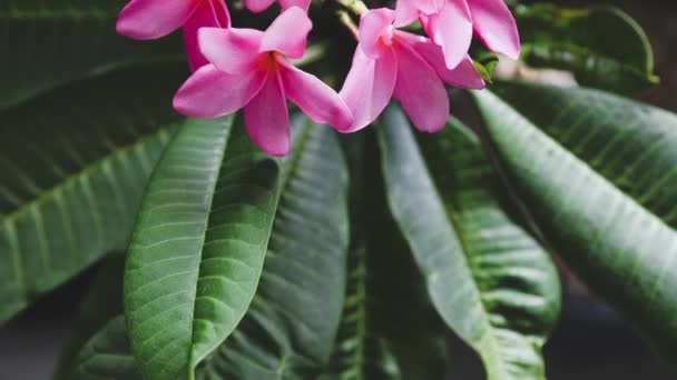 Primer Plano Planta Plumería Frangipani Con Flores Color Rosa Junto — Vídeos de Stock