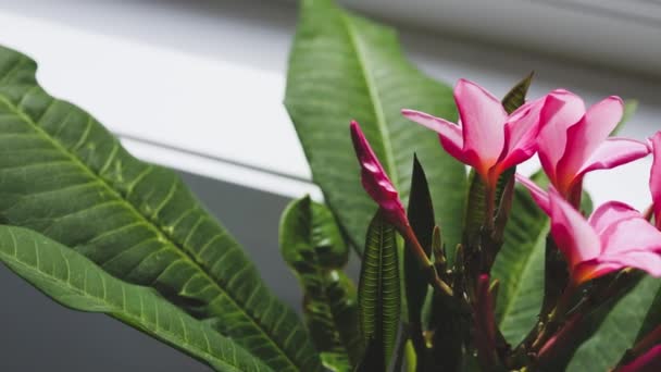 Nahaufnahme Einer Frangipani Plumeria Pflanze Mit Rosa Blüten Neben Fensterlicht — Stockvideo