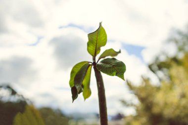 Frangipani fabrikasının gökyüzü ve arka bahçesi sığ alan derinliğine yakın çekim.