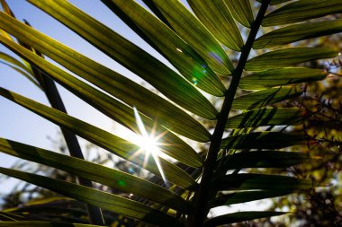 Majesteleri palmiye yaprağının (Ravenea rivularis) güneşli arka bahçesinde sığ alan derinliğinde güneş alevi ile yakın çekimi
