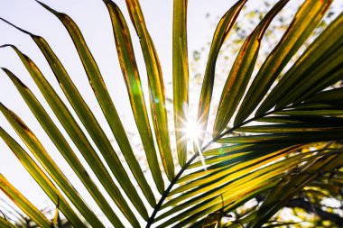 Majesteleri palmiye yaprağının (Ravenea rivularis) güneşli arka bahçesinde sığ alan derinliğinde güneş alevi ile yakın çekimi