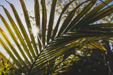 Majesteleri palmiye yaprağının (Ravenea rivularis) güneşli arka bahçesinde sığ alan derinliğinde güneş alevi ile yakın çekimi