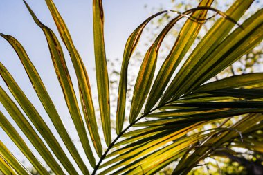 Majestelerinin palmiye yaprağının (Ravenea rivularis) güneşli arka bahçede sığ bir alanda parlayan yakın çekimi.
