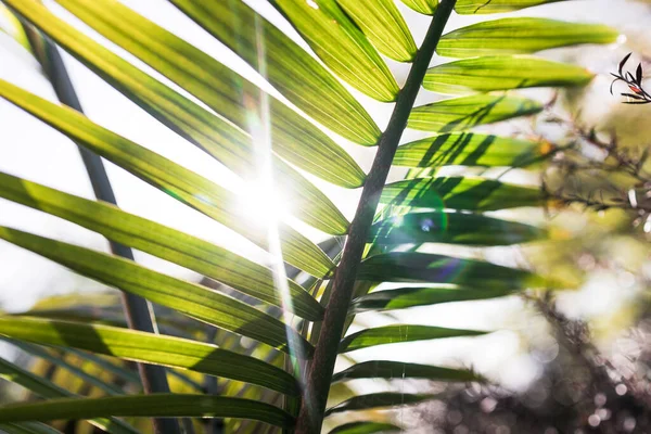 Close Majesty Palm Frond Ravenea Rivularis Outdoor Sunny Backyard Sun — Stock Photo, Image