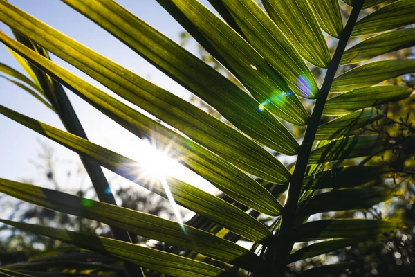 Крупный План Пальмовой Ветви Majesty Ravenea Rivularis Открытом Воздухе Солнечном — стоковое фото