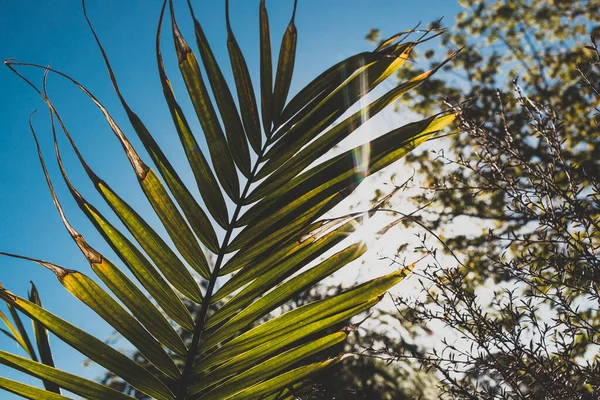 stock image close-up of Majesty palm frond (Ravenea rivularis) outdoor in sunny backyard with sun flare shot at shallow depth of field