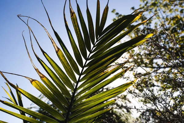 Close Majesty Palm Frond Ravenea Rivularis Outdoor Sunny Backyard Sun — Stock Photo, Image