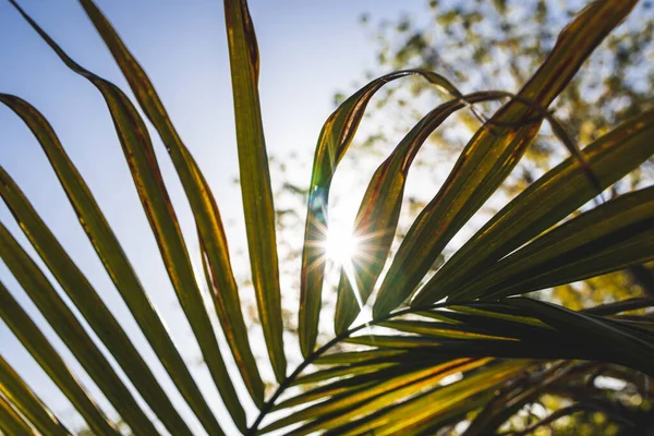 Крупный План Пальмовой Ветви Majesty Ravenea Rivularis Открытом Воздухе Солнечном — стоковое фото