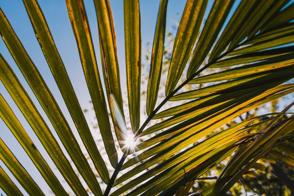 Close Majesty Palm Frond Ravenea Rivularis Outdoor Sunny Backyard Sun — Stock Photo, Image