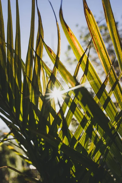 Majesteleri Palmiye Yaprağının Ravenea Rivularis Güneşli Arka Bahçesinde Sığ Alan — Stok fotoğraf