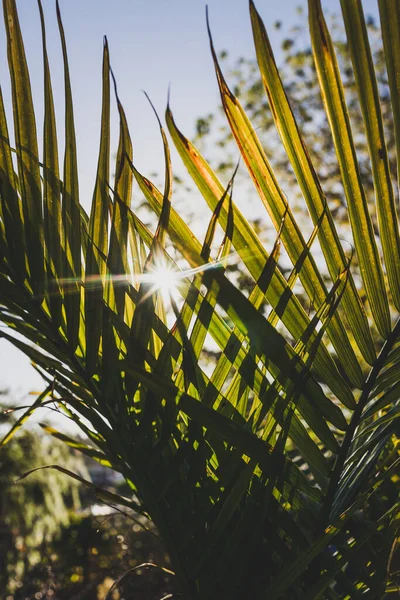 Close Majesty Palm Frond Ravenea Rivularis Outdoor Sunny Backyard Sun — Stock Photo, Image