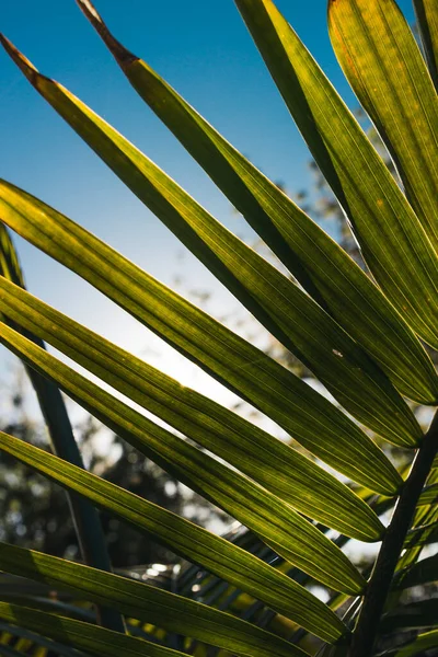 Majestelerinin Palmiye Yaprağının Ravenea Rivularis Güneşli Arka Bahçede Sığ Bir — Stok fotoğraf