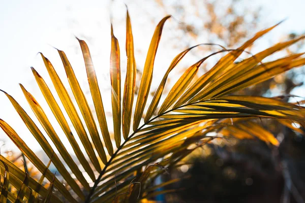 Close Majesty Palm Frond Ravenea Rivularis Glowing Sunlight Outdoor Sunny — Stock Photo, Image