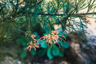 Yerli Avustralya semper florens yeşillik bitki güzel tropikal arka bahçede sığ arazi derinliği çekim