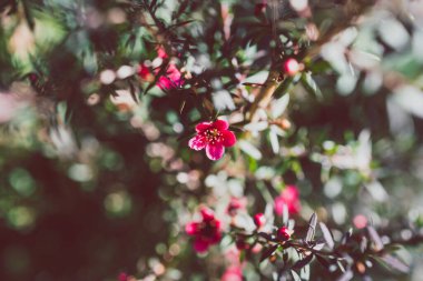 Yakın plan Yeni Zelanda Çay Çayı bitkisi koyu yapraklı ve kırmızı çiçekli son derece sığ bir tarlada çekilmiş.