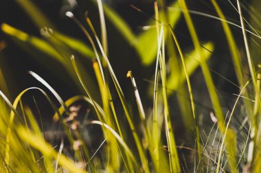Strelitzia cennet kuşu bahçenin güneşli arka bahçesinde altın ışıkta parlayan sığ bir tarlada vurulan bitki.