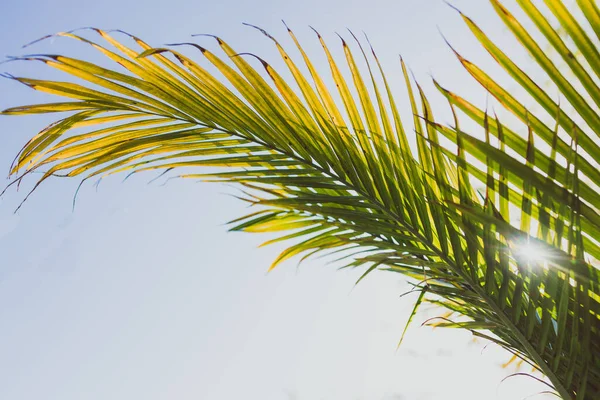 Gros Plan Fronde Palmier Majesté Ravenea Rivularis Qui Brille Soleil — Photo