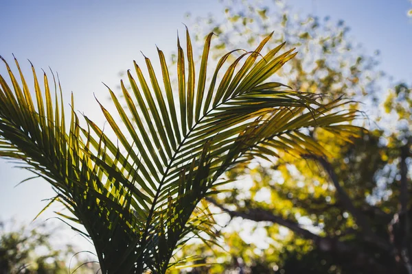 Gros Plan Fronde Palmier Majesté Ravenea Rivularis Qui Brille Soleil — Photo