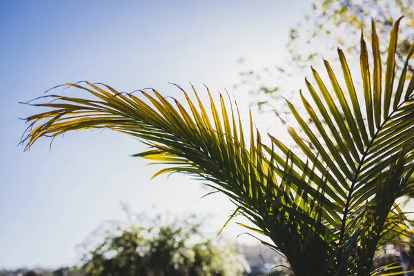 Крупный План Пальмовой Ветви Ravenea Rivularis Светящейся Солнечном Свете Открытом — стоковое фото