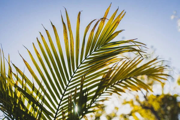 Gros Plan Fronde Palmier Majesté Ravenea Rivularis Qui Brille Soleil — Photo