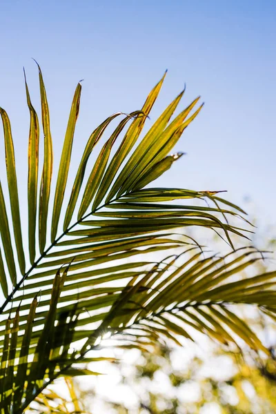 Primer Plano Majesty Palm Frond Ravenea Rivularis Brillando Luz Del — Foto de Stock