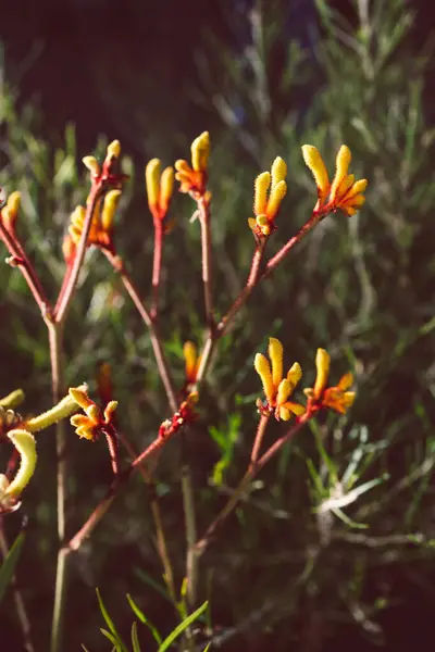 Natív Ausztrál Kenguru Mancs Növény Narancs Sárga Virágok Szabadban Gyönyörű — Stock Fotó