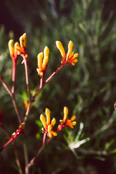 Natív Ausztrál Kenguru Mancs Növény Narancs Sárga Virágok Szabadban Gyönyörű — Stock Fotó