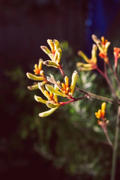 美しい熱帯の裏庭でオレンジと黄色の花の屋外でネイティブオーストラリアのカンガルー足の植物 — ストック写真