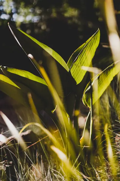 Strelitzia Fågel Paradiset Växt Glöder Det Gyllene Ljuset Utomhus Solig — Stockfoto