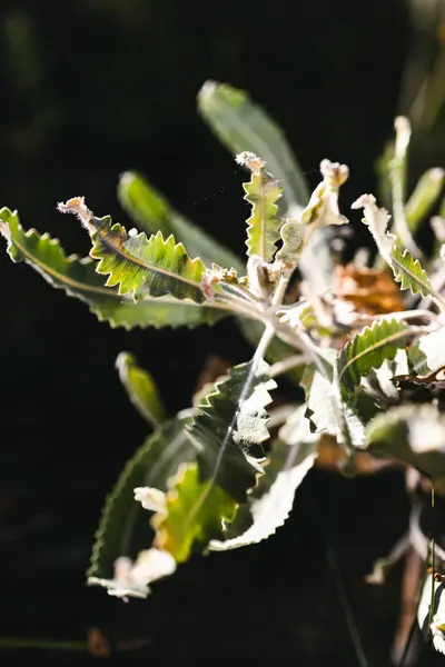 Close Banksia Planta Livre Sob Luz Solar Dura Tiro Profundidade — Fotografia de Stock