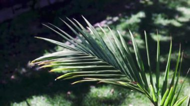 Mükemmel yeşil çimlerin ortasında tropikal bangalov palmiyesi olan güneşli bahçeler sığ tarlaların derinliklerinde çekiliyor.