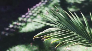Mükemmel yeşil çimlerin ortasında tropikal bangalov palmiyesi olan güneşli bahçeler sığ tarlaların derinliklerinde çekiliyor.