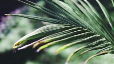 Mükemmel yeşil çimlerin ortasında tropikal bangalov palmiyesi olan güneşli bahçeler sığ tarlaların derinliklerinde çekiliyor.