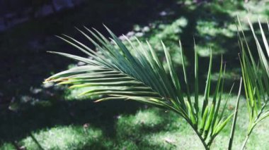 Mükemmel yeşil çimlerin ortasında tropikal bangalov palmiyesi olan güneşli bahçeler sığ tarlaların derinliklerinde çekiliyor.