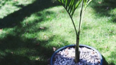 Mükemmel yeşil çimlerin ortasında tropikal bangalov palmiyesi olan güneşli bahçeler sığ tarlaların derinliklerinde çekiliyor.