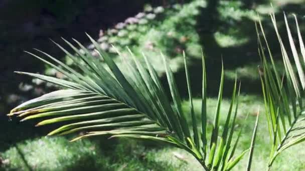 Idyllisk Solig Bakgård Med Tropisk Bangalow Palm Mitt Perfekt Grön — Stockvideo