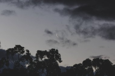 Hilal ay, okaliptüs ağacı ve bulutların üzerinden geçiyor Tazmanya, Avustralya 'da kışın çekilen bulutlar.